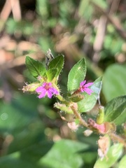 Cuphea carthagenensis