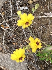 Goodenia trinervis