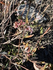 Eriogonum