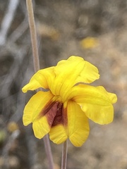Goodenia trinervis