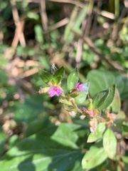 Cuphea carthagenensis