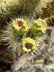 Cylindropuntia