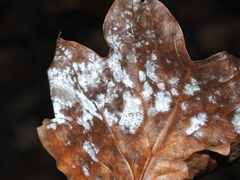 Erysiphe liriodendri