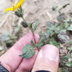 Simsia foetida foetida