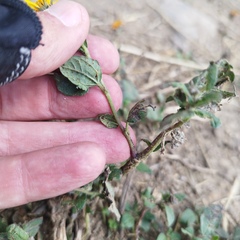 Simsia foetida foetida