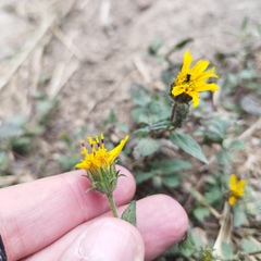 Simsia foetida foetida