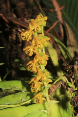 Ornithocephalus urceilabris