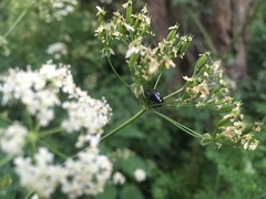Chrysolina oricalcia