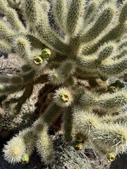 Cylindropuntia
