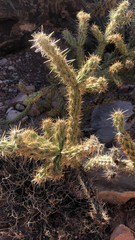 Cylindropuntia acanthocarpa