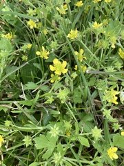 Ranunculus muricatus