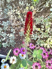 Trifolium incarnatum
