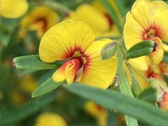 Bossiaea linophylla