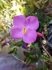 Melastomeae