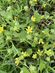 Ranunculus muricatus