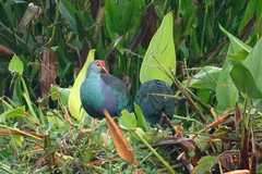 Porphyrio poliocephalus