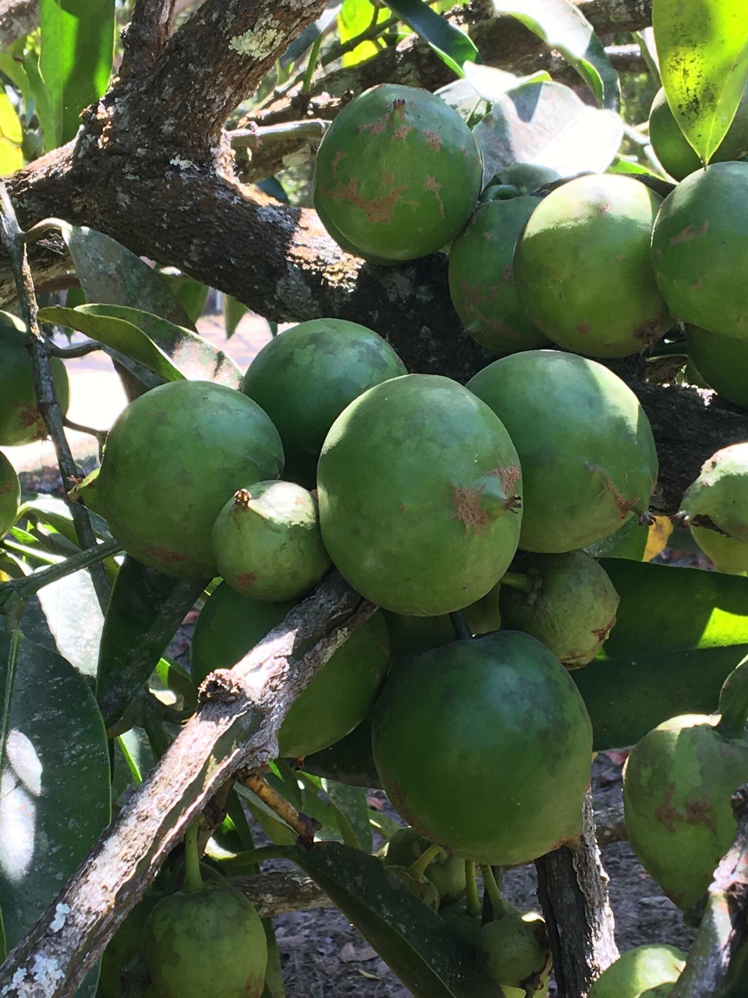 Garcinia xanthochymus