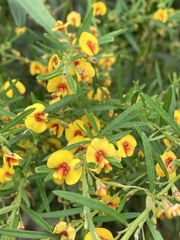 Bossiaea linophylla