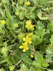 Ranunculus muricatus