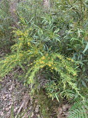 Bossiaea linophylla