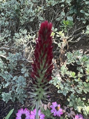 Trifolium incarnatum