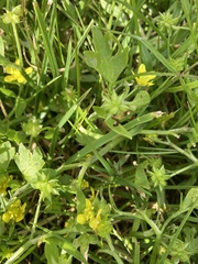 Ranunculus muricatus