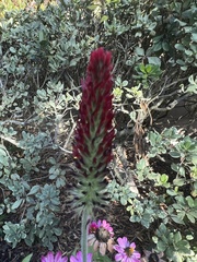 Trifolium incarnatum