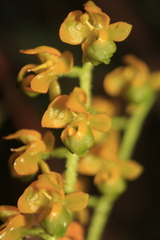 Ornithocephalus urceilabris