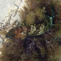 Epinephelus rivulatus