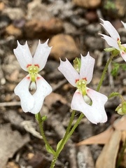 Stylidium calcaratum