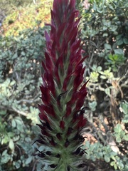 Trifolium incarnatum