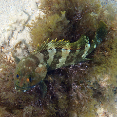 Epinephelus rivulatus