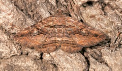 Zaleops umbrina