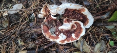 Heterobasidion annosum