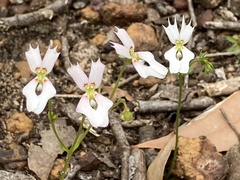 Stylidium calcaratum