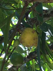 Garcinia xanthochymus