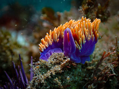 Flabellinopsis iodinea