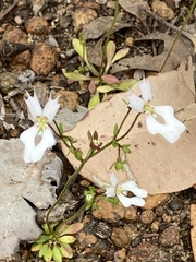Stylidium calcaratum