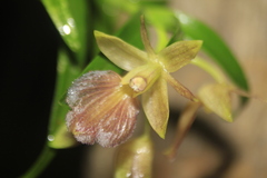 Epidendrum cleistocoleum