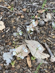 Stylidium calcaratum