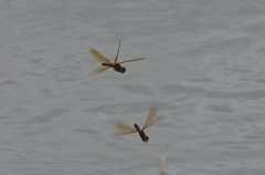 Perithemis tenera