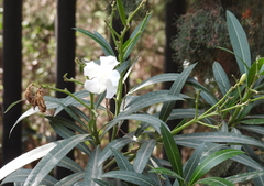 Nerium oleander