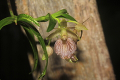 Epidendrum cleistocoleum