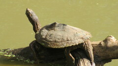 Graptemys pseudogeographica