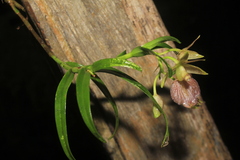 Epidendrum cleistocoleum