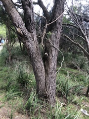 Allocasuarina verticillata