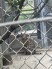 Leptailurus serval