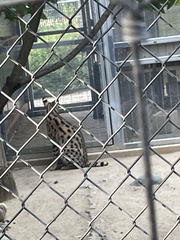 Leptailurus serval
