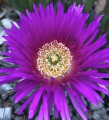 Carpobrotus virescens