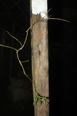 Epidendrum cleistocoleum